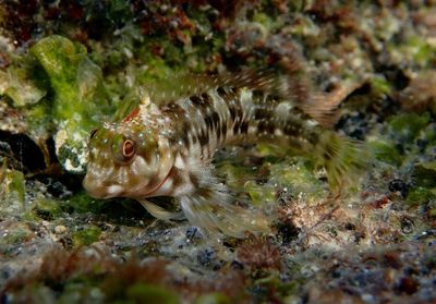 Molly Miller Blenny