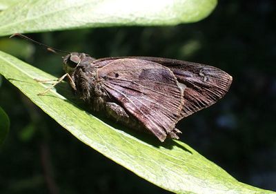 Polygonus leo histrio; Florida Hammock Skipper