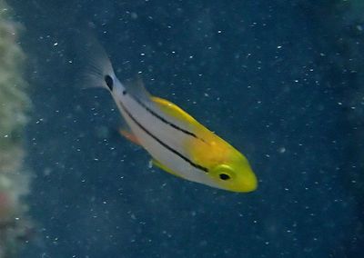 Porkfish; juvenile