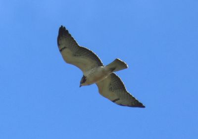 Short-tailed Hawk