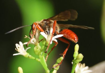 Sphex jamaicensis; Jamaican Digger Wasp