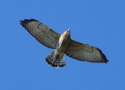 Broad-winged Hawk