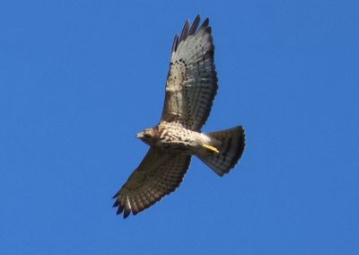 Broad-winged Hawk; juvenile