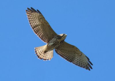 Broad-winged Hawk; juvenile