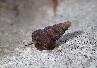 Crenulate Horn Snail