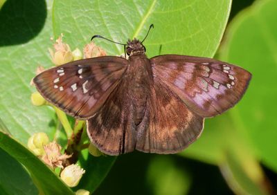 Ephyriades brunnea; Florida Duskywing; female