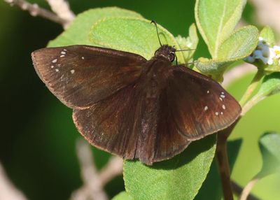 Ephyriades brunnea; Florida Duskywing; male