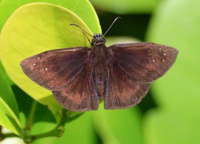 Ephyriades brunnea; Florida Duskywing; male