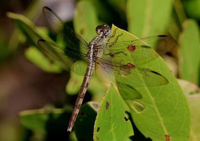 Erythrodiplax umbrata; Band-winged Dragonlet; female 