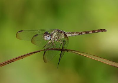 Erythrodiplax umbrata; Band-winged Dragonlet; female