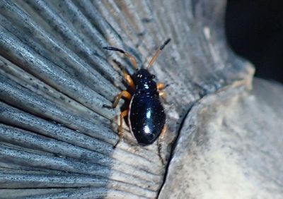 Largus Bordered Plant Bug species nymph
