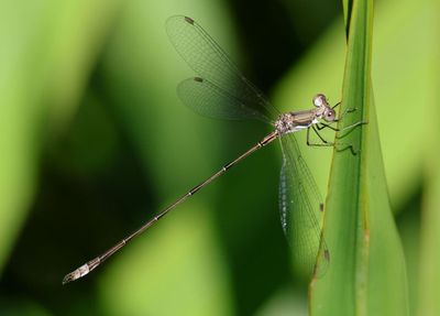 Lestes spumarius; Antillean Spreadwing; male