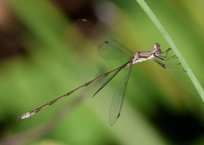 Lestes spumarius; Antillean Spreadwing; male