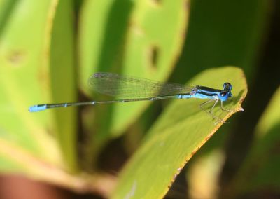 Nehalennia pallidula; Everglades Sprite; male
