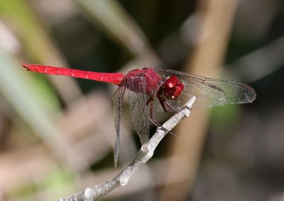 Orthemis undescribed; Antillean Skimmer; male 