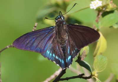 Phocides batabano; Florida Mangrove Skipper