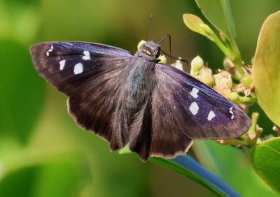 Polygonus leo histrio; Florida Hammock Skipper