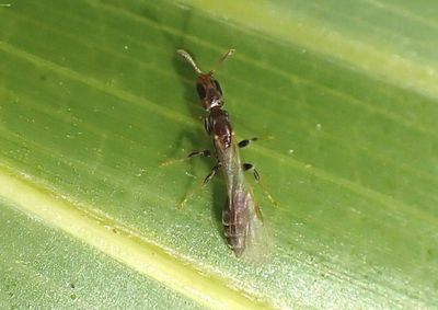 Pseudomyrmex cubaensis; Cuban Twig Ant