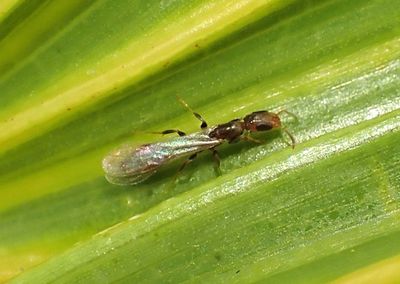 Pseudomyrmex cubaensis; Cuban Twig Ant