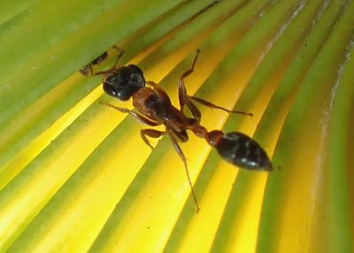 Pseudomyrmex gracilis; Graceful Twig Ant