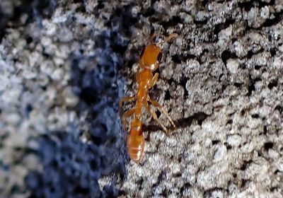 Pseudomyrmex simplex; Twig Ant species