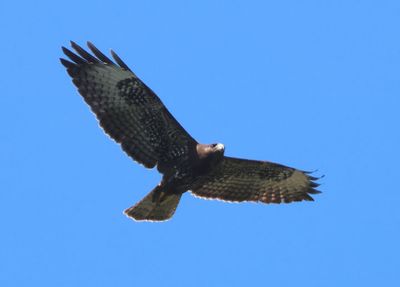 Short-tailed Hawk; juvenile dark morph