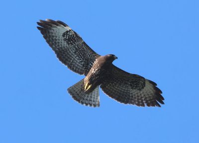 Short-tailed Hawk; juvenile dark morph