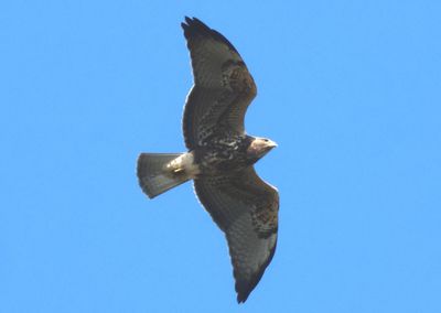 Swainson's Hawk; juvenile