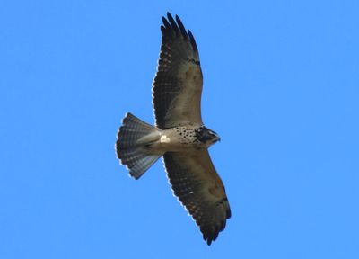 Swainson's Hawk; juvenile