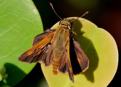 Wallengrenia otho; Southern Broken-Dash; male