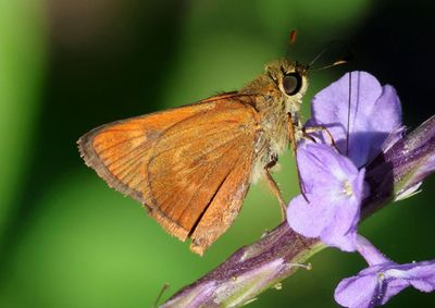 Wallengrenia otho; Southern Broken-Dash; male