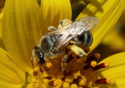 Lasioglossum sisymbrii; Sweat Bee species