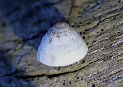 Cerion Peanut Snail species