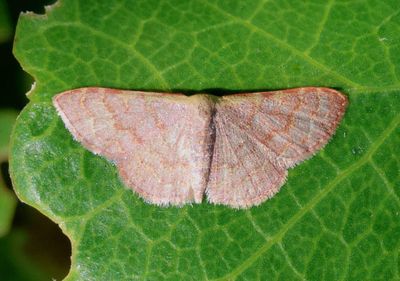 7173 - Leptostales pannaria; Pannaria Wave Moth