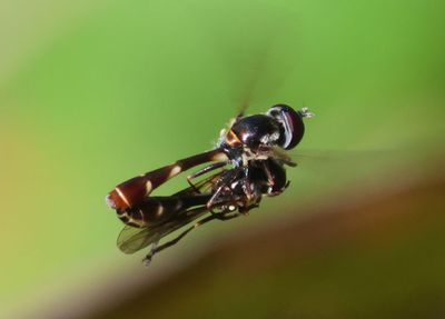Dioprosopa clavata; Syrphid Fly species pair