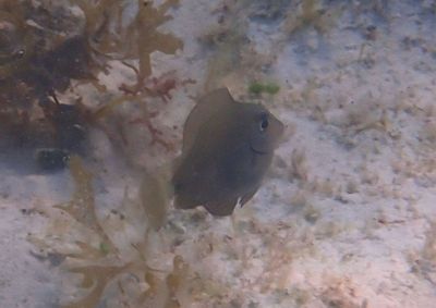 Acanthurus Surgeonfish species; juvenile