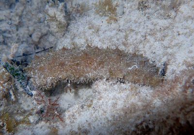 Gray Sea Cucumber