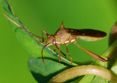 Hyalymenus longispinus; Broad-headed Bug species
