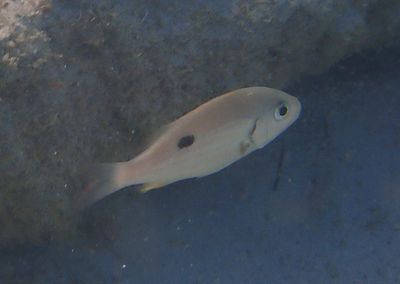 Lane Snapper; juvenile