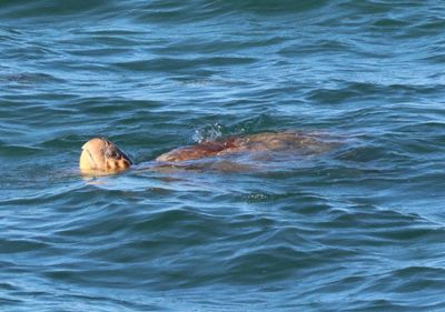 Loggerhead Sea Turtle