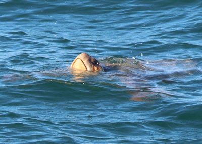 Loggerhead Sea Turtle
