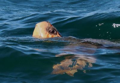 Loggerhead Sea Turtle 