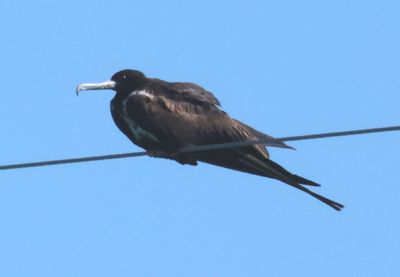 Frigatebirds