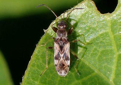 Neopamera albocincta; Dirt-colored Seed Bug species