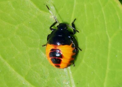 Vulsirea Stink Bug species nymph
