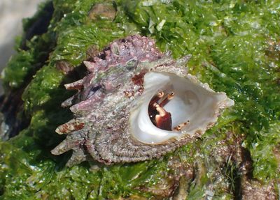 Orangeclaw Hermit Crab inhabiting Longspine Starsnail