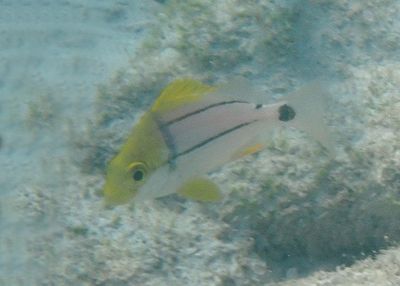 Porkfish; juvenile