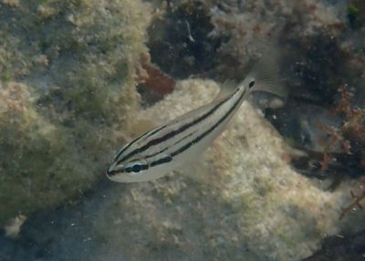 Sailors Choice; juvenile