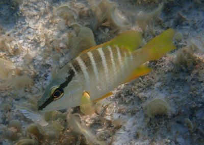 Schoolmaster Snapper; juvenile