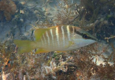 Schoolmaster Snapper; juvenile